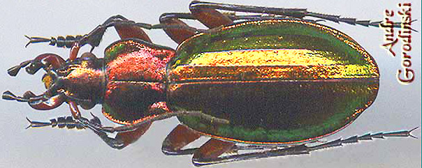 http://www.gorodinski.ru/carabus/Chrysocarabus auronitens festivus.jpg